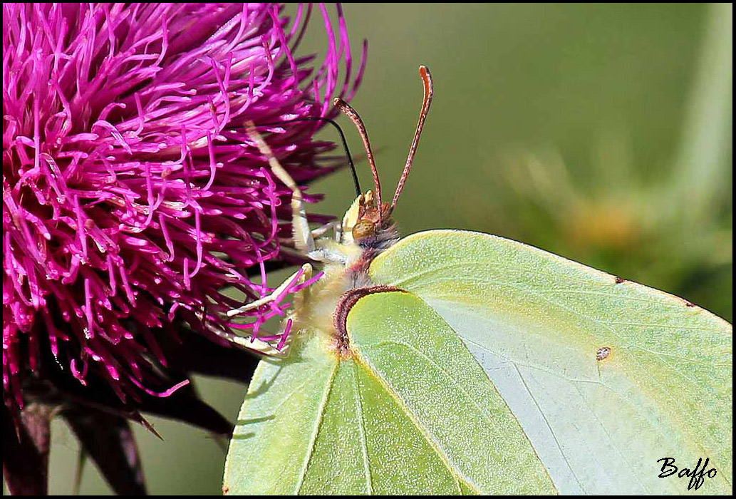 Gonepteryx rhamni?